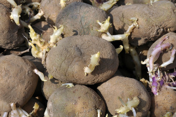 Sprouted seedlings of seed potatoes