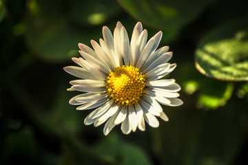 Obraz premium Macro shot of daisy flower or bellis perennis on the meadow