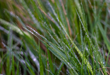 Green blades with dew