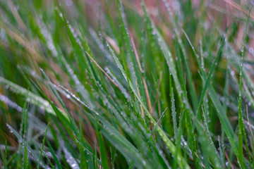 Fototapeta na wymiar Green blades with dew