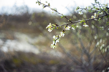 Cherry tree blossom