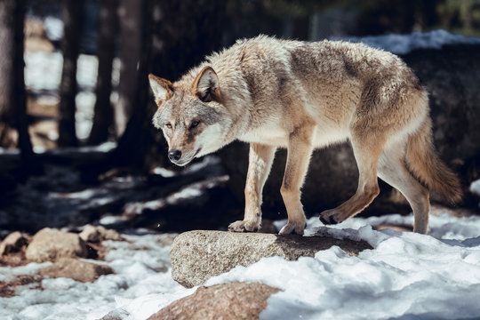 Wild wolf in winter forest near rock hill in sunny day in Les Angles, Pyrenees, France