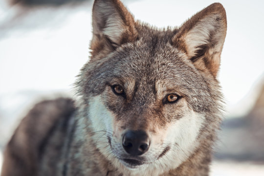Wild wolf in winter forest near rock hill in sunny day in Les Angles, Pyrenees, France