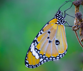 butterfly on leaf
