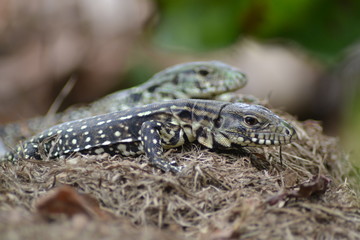 iguanas