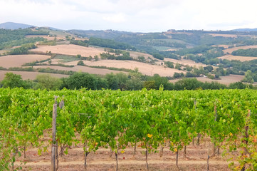 Fototapeta na wymiar Italian vineyards. Picturesque landscape in italian countryside.