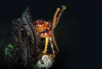 Incredible Underwater World - Poison ocellate octopus - Amphioctopus siamensis - Octopus Mototi. Bali, Tulamben.