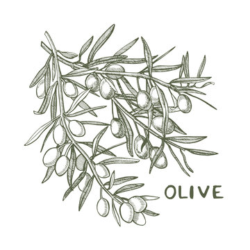 A branch of ripe olives is juicy poured with oil. Farmers market menu design. Organic food poster. Vintage hand drawn sketch illustration. Linear graphic.