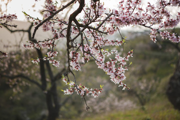 Closeup wooden twig with pink blooms in garden on hills on blurred background