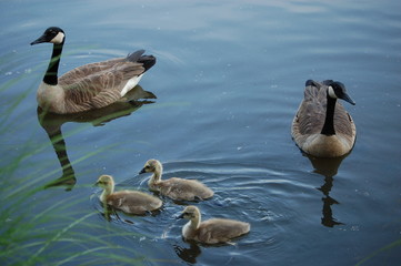 Obraz premium ducks on lake