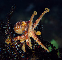 Incredible Underwater World - Poison ocellate octopus - Amphioctopus siamensis - Octopus Mototi. Bali, Tulamben.