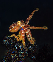 Incredible Underwater World - Poison ocellate octopus - Amphioctopus siamensis - Octopus Mototi....