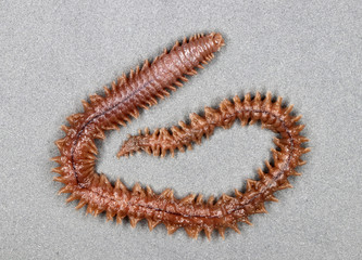 Clam worm (Nereis sp.) (dorsal view)