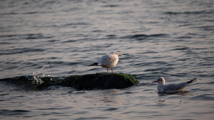 Seagulls - one sitting on a rock, another swimming nearby, in the water near the shore, Black Sea,...