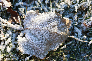 Autumn leaf on the lawn coated with hoafrost in November garden