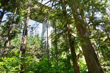 Fototapeta premium Forest Beneath the I-90 Highway Overpass Snoqualmie Pass Washington State