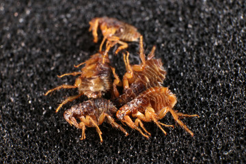 Dog fleas (Ctenocephalides canis (Curtis, 1826) on a black background