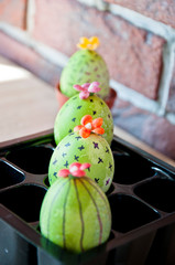 DIY and handmade. Painted egg. Spring seedlings. Greenhouse. Cactus bloom. Happy easter. natural dye. Cooking. Unusual idea. Easter egg hunt. Green life. Flower shop. Holiday celebration, preparation