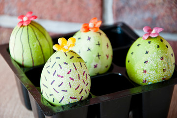 Egg hunt. Traditional food cooking. Painted eggs. DIY and handmade. Happy easter holiday. natural dye. Easter egg. Green life. Flower. Spring seedlings. Greenhouse. Cactus blooming. Springtime