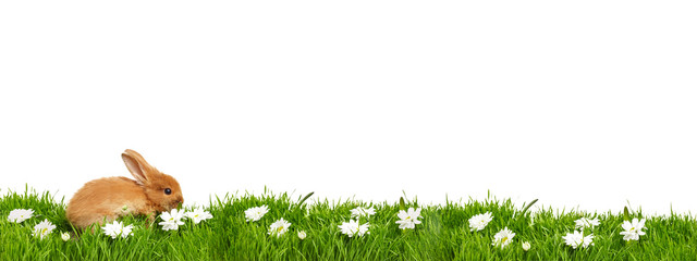 Little Easter bunny on a border of green natural grass with flowers. Isolated on white.