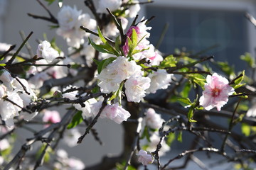 Peach blossoms in full bloom
