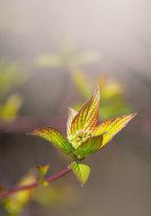 Fresh leaves on tree branch. Spring and summer concept.