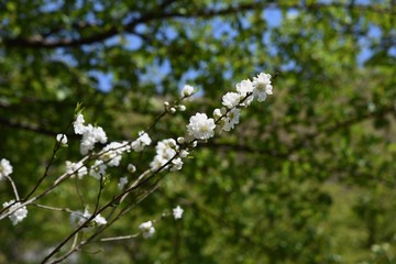 Peach blossoms in full bloom