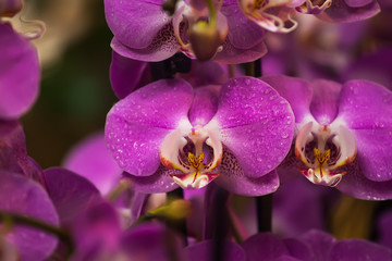 Fototapeta na wymiar Beautiful Dendrobium pink Orchid. Close-up and background