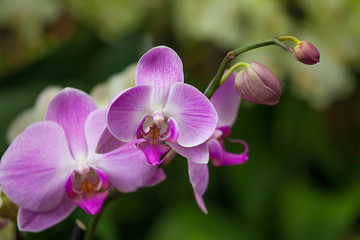 Fototapeta na wymiar branch of beautiful pink Orchid in a green garden