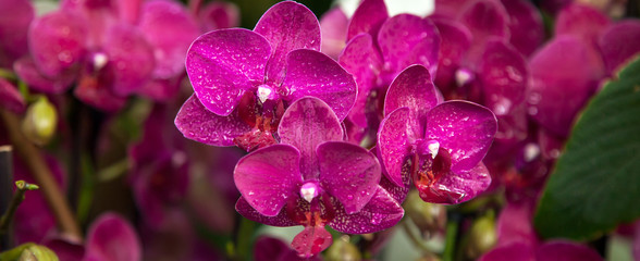 Beautiful Dendrobium pink Orchid.Flower Pattern and banner