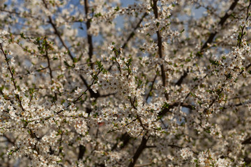 Plum blossom in April. White flowers of fruit tree. Bees and other insects pollinate flowers.