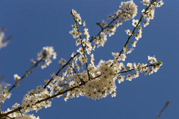 Plum blossom in April. White flowers of fruit tree. Bees and other insects pollinate flowers.