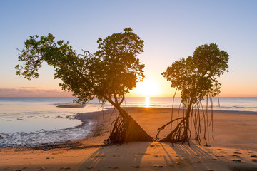 Mangrovenbäume werfen lange Schatten bei Sonnenaufgang am Strand von Kurrimine Beach in Queensland...