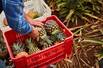 Crop farmer collecting ripe pineapples 