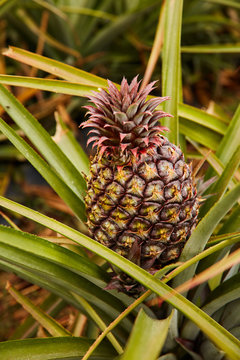 Tropical green bushy tree with ripening pineapple on plantation of El Hierro island