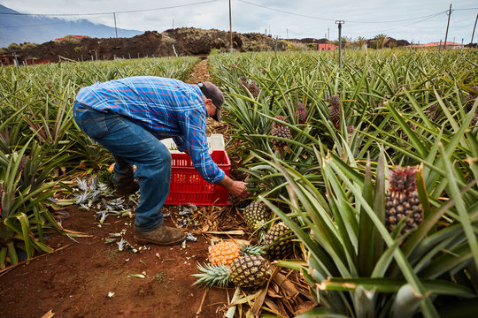 Man working on tropical farmland and gathering ripe pineapples in plastic containers, Canary Islands