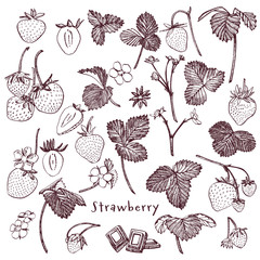 Strawberry illustration. Engraved style illustration. Sketched hand drawn berry, flowers, leafs and branches.