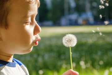 dandelion nature child little cute. leisure.