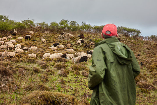 Man on mountain slope with herd of sheep 