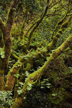 Landscape of beautiful green foliage and mossy trees in tropical forest, Canary Islands