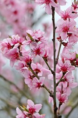 Fototapeta na wymiar Velvet pink peach blossom on scrub close up. Selected focus. Gardening in Germany.