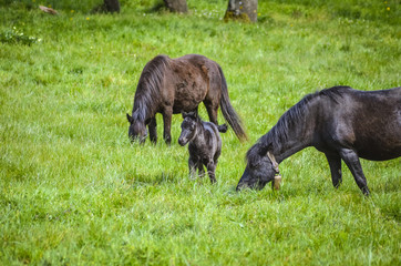  Black horses in a field in the mountain