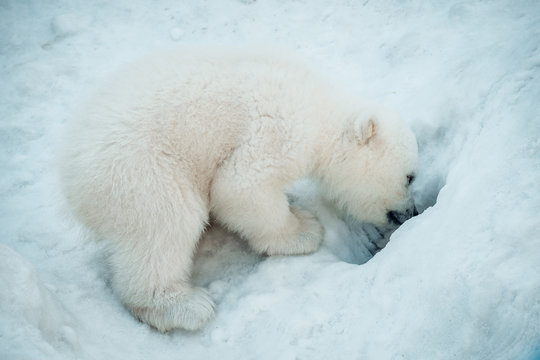 Funny Polar Little Bear. Little Bear Looks Into The Hole.