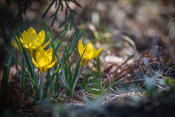 Closeup of beautiful yellow Crocuses in the early spring, selective focus