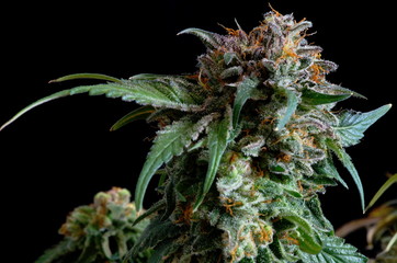 Selective focus of a female marijuana bud and the maturing pistils as they darken and curl in and...