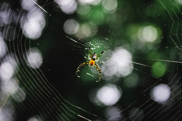 spider and web