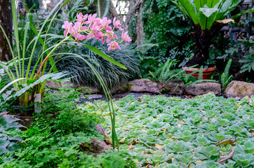 Leaves and stem with blooming pink orchid flowers, bent over the surface of a small pond with banks...