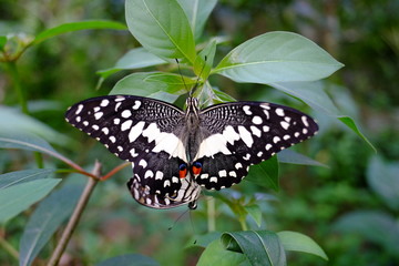 A single tropical butterfly sitting on a leaf at the park with sun light and green nature background