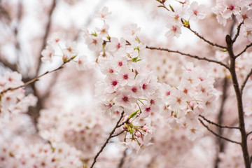 cherry blossom or sakura with blue sky in background