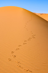 ślady ptaka na pasku, Erg Chebbi, Sahara